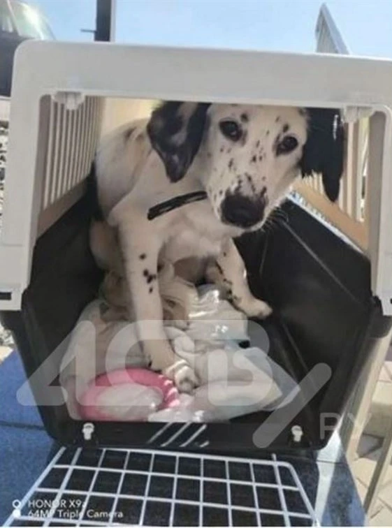 🐕 Он всё ещё ждёт: в аэропорту Южно-Сахалинска пассажир бросил своего пса
