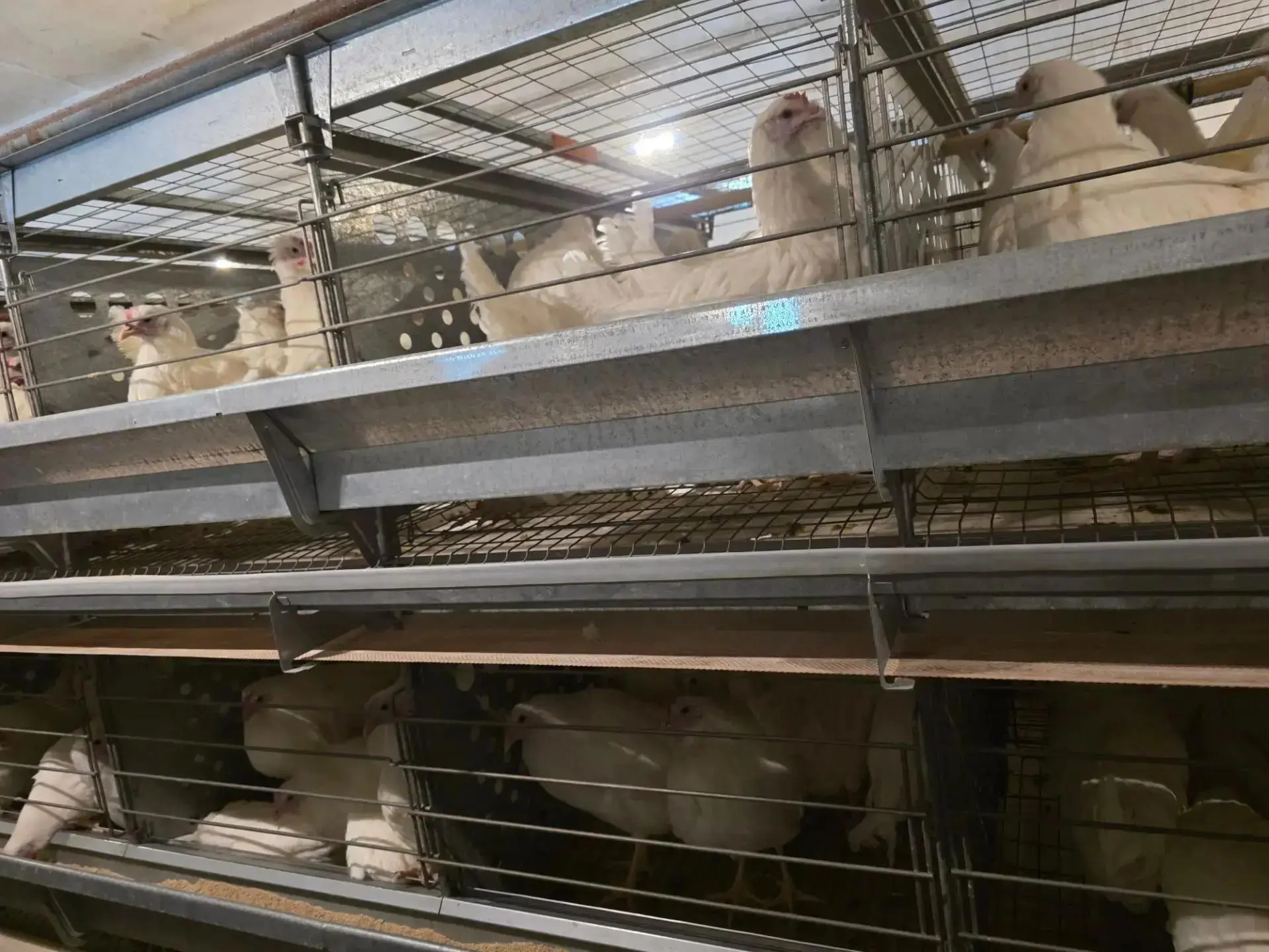 🐓 На Чукотке обновляют поголовье кур для производства яиц