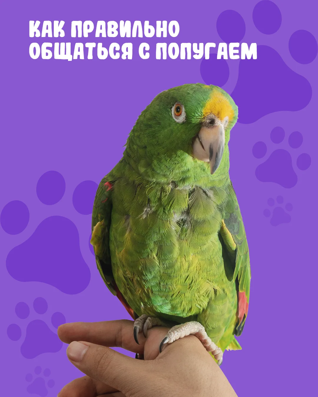 Как правильно общаться с попугаем?