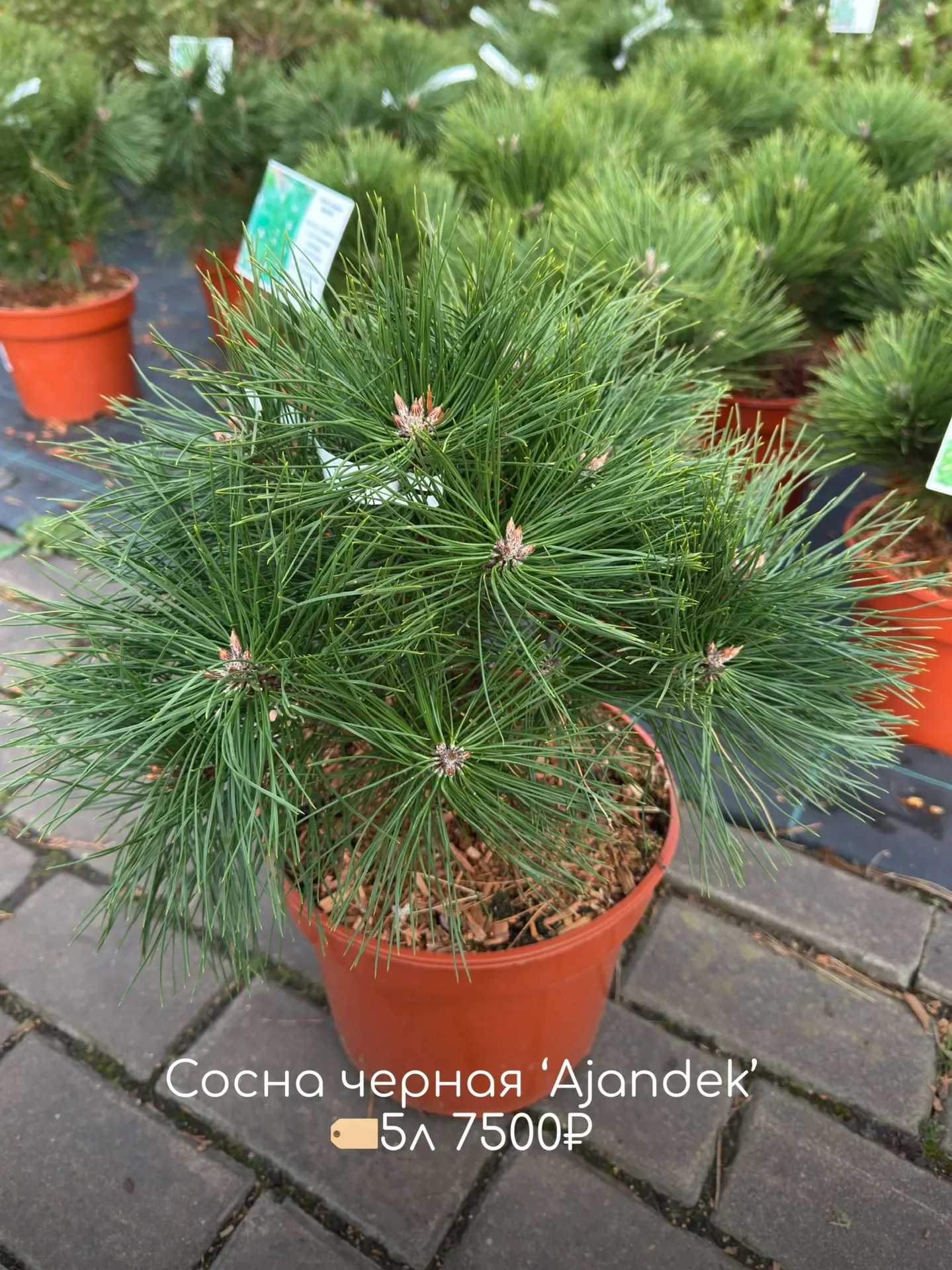 Хвойные сажать можно весь декабрь!  Что как не вечнозеленые хвойные растения украсят ростовскую серу