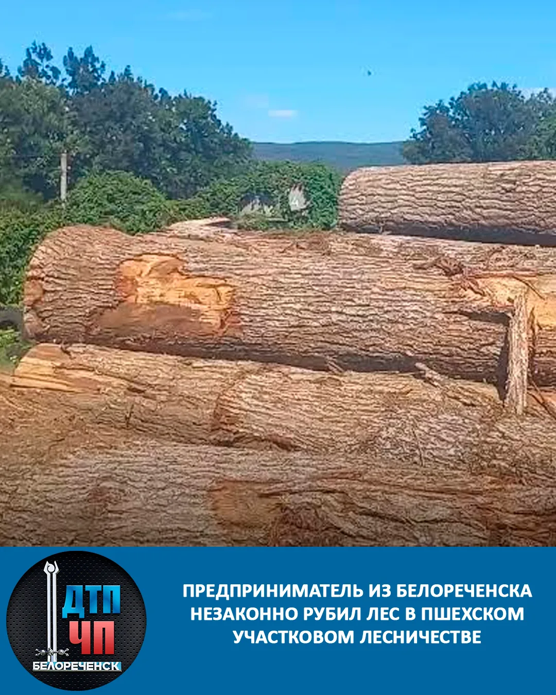 Предприниматель из Белореченска незаконно рубил лес в Пшехском участковом лесничестве. По итогам опе