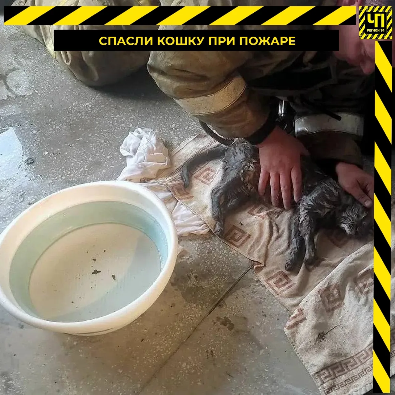 🐾 Спасатели откачали кошку после пожара в Челябинске 
 
В многоэтажке на улице Василевского вспыхну