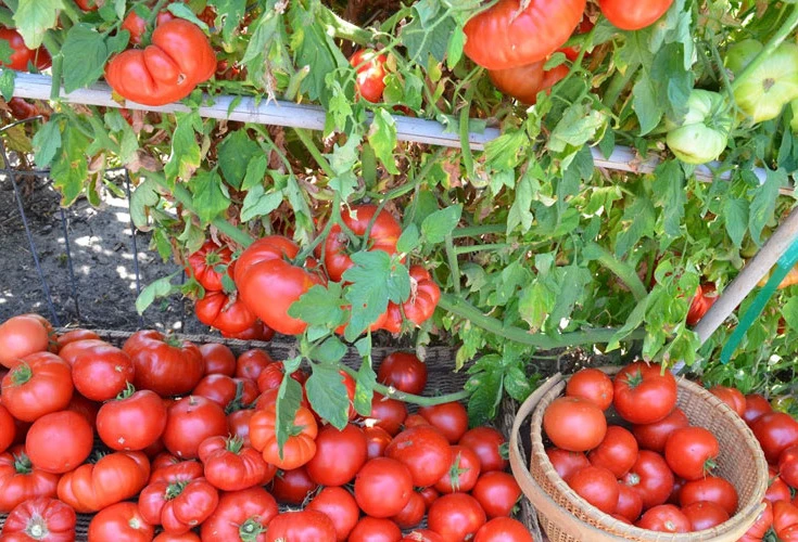 Реальная польза раствора с йодом для томатов 🍅

Раствор йода с молоком и борной кислотой — это поле