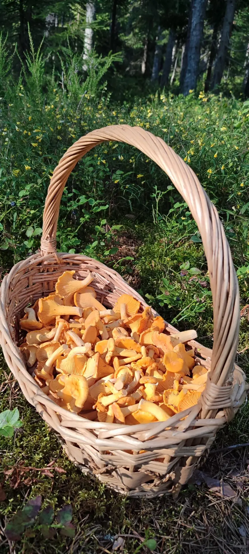 Лисички только из леса 🌳