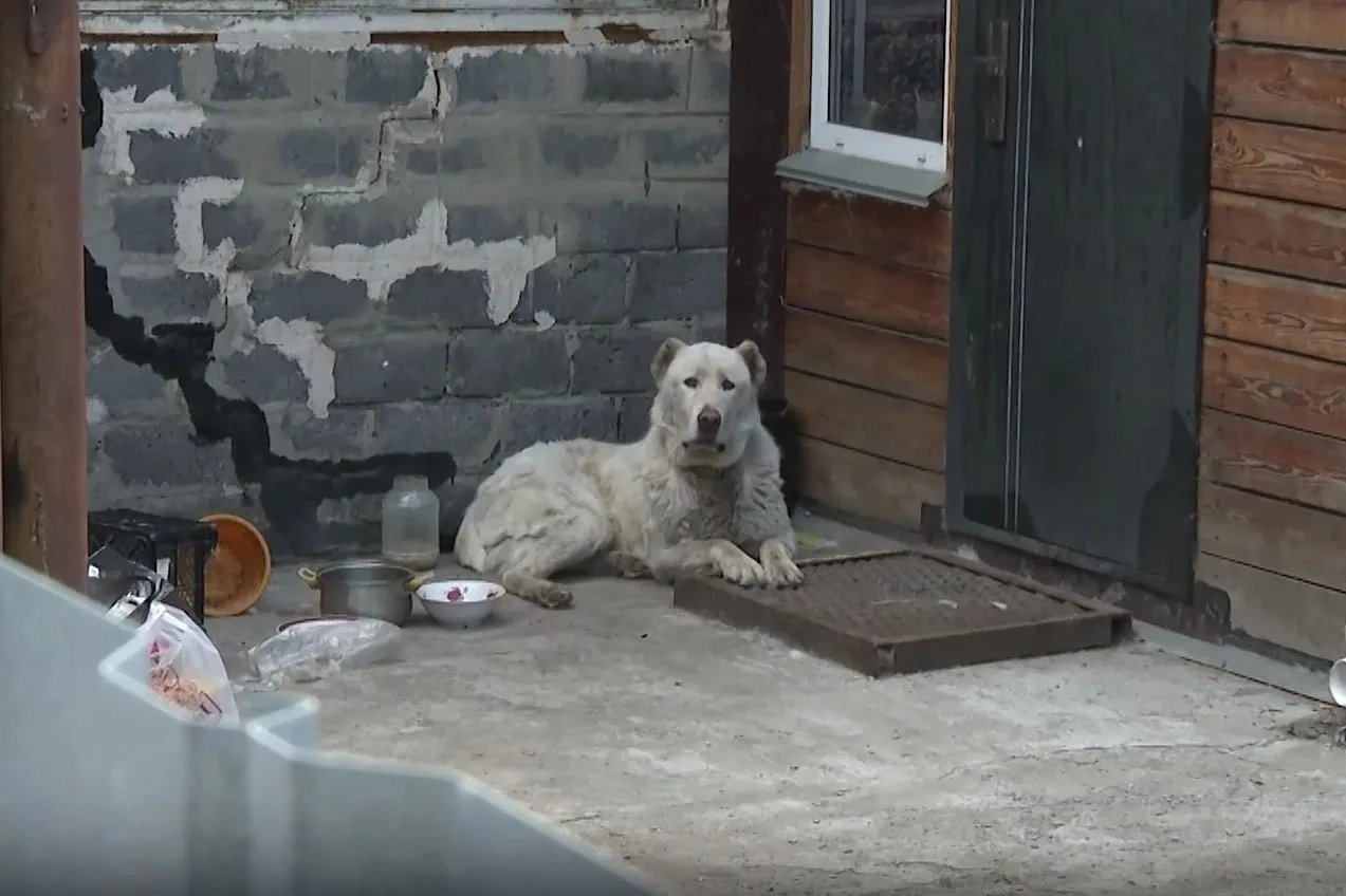 🐕 В Омске алабай гуляет без присмотра и пугает жителей многоэтажки на 4-й Новостроевской — люди боя