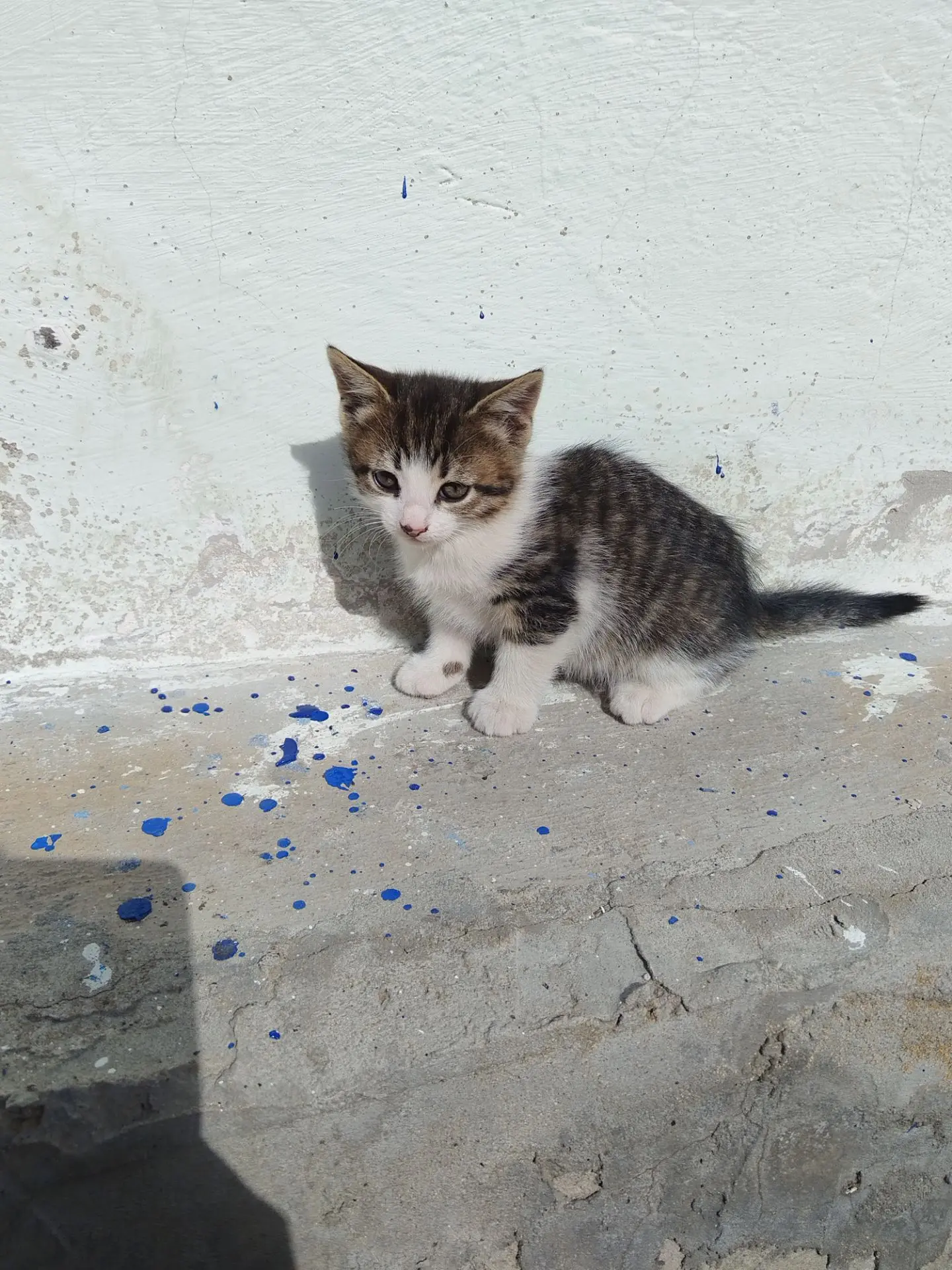 Отдам кошечку