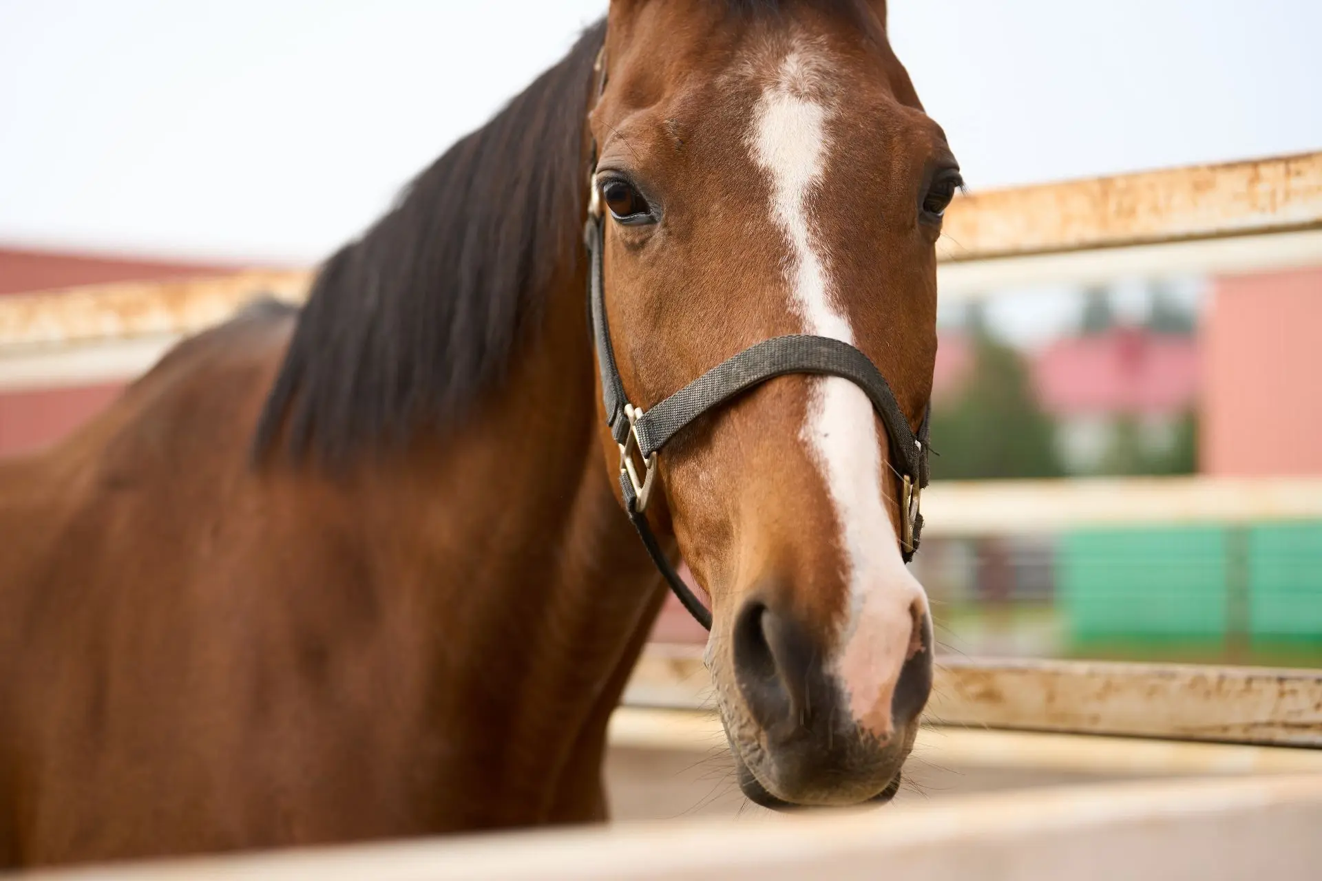 Чудо-кони🐴