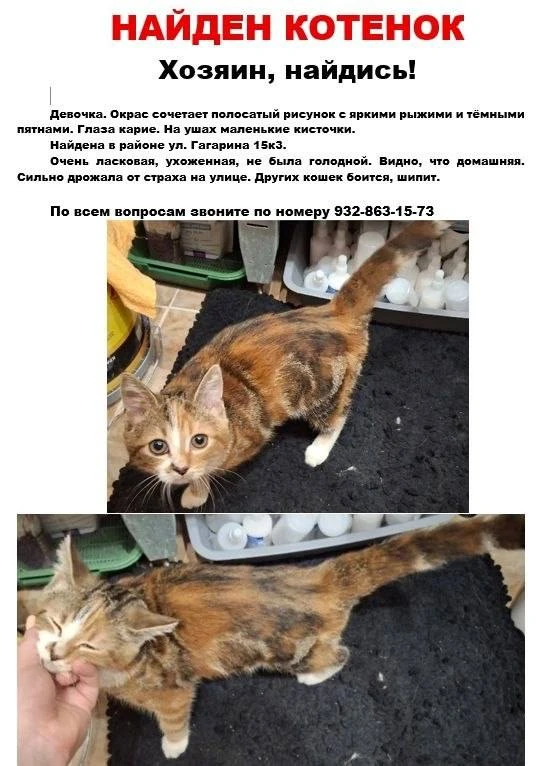 Помогите найти хозяина котенка!