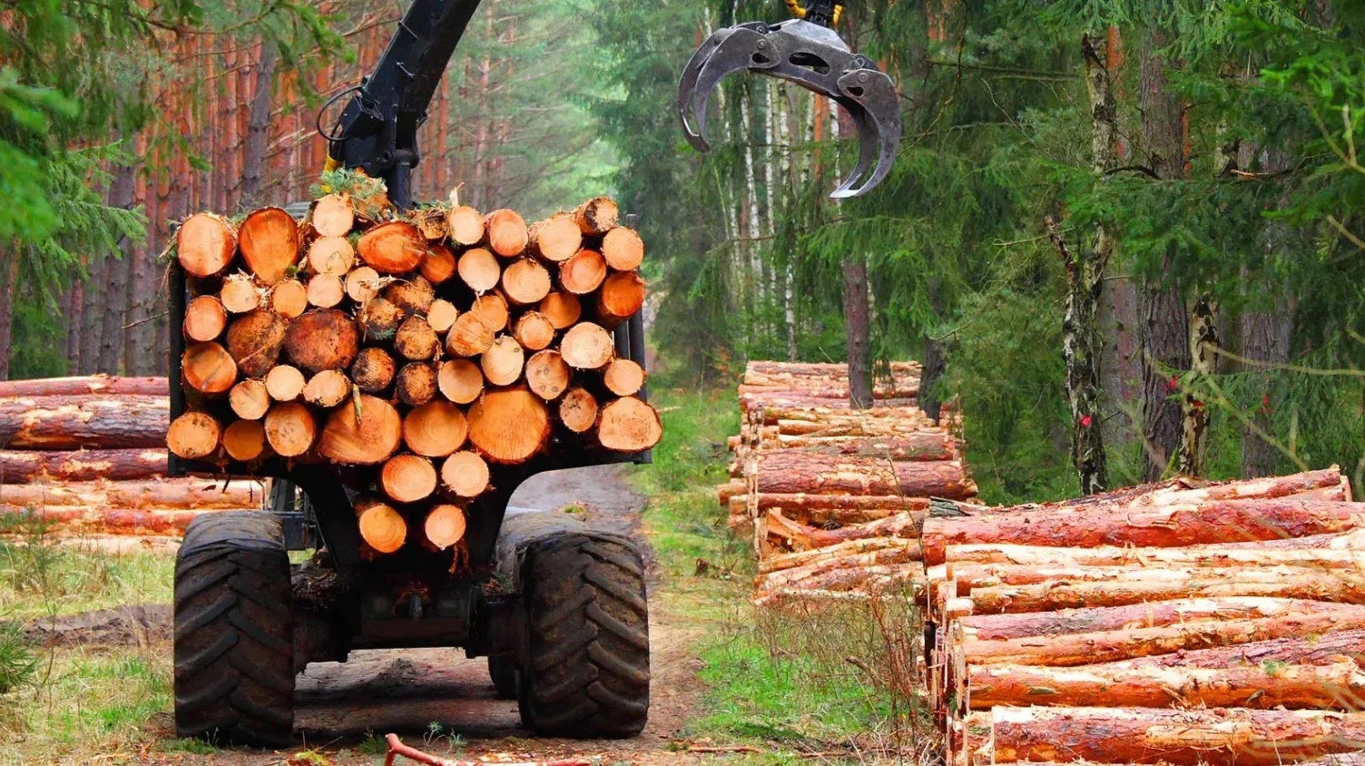 Лесная отрасль Костромской области показывает уверенный рост поступлений в бюджет   По итогам первог