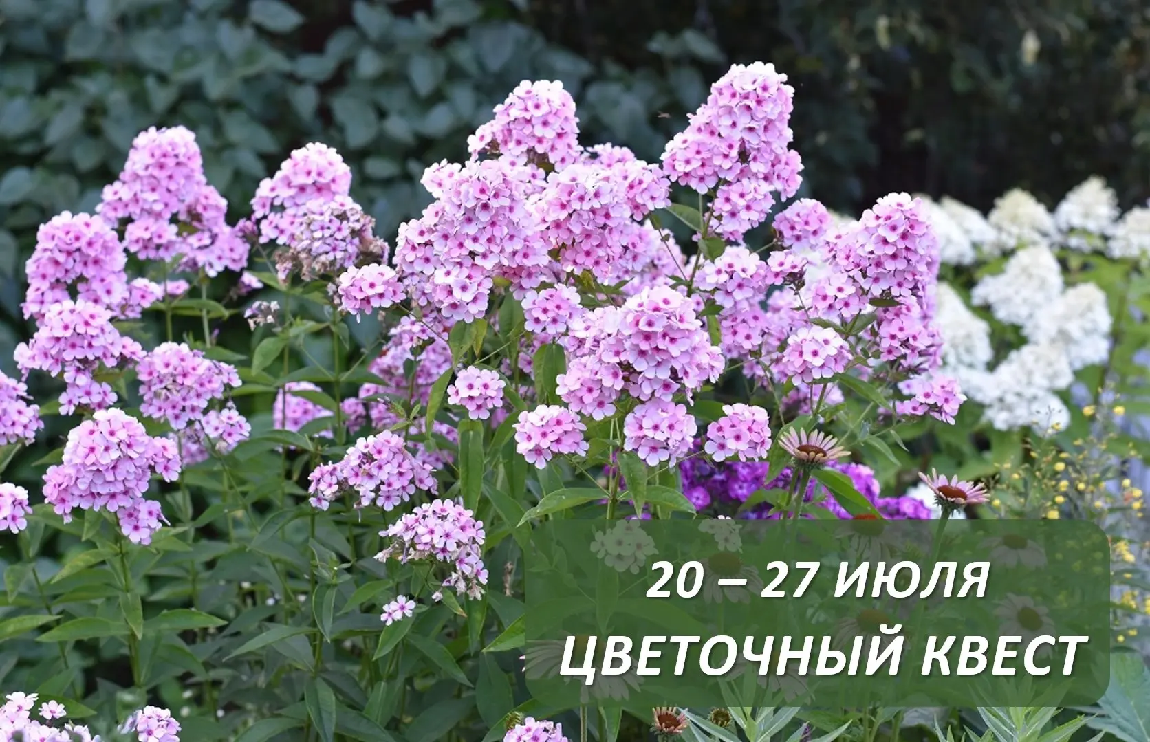 Друзья, приглашаю вас в увлекательное путешествие по миру цветов — ЦВЕТОЧНЫЙ КВЕСТ
с 20 по 27 июля! 