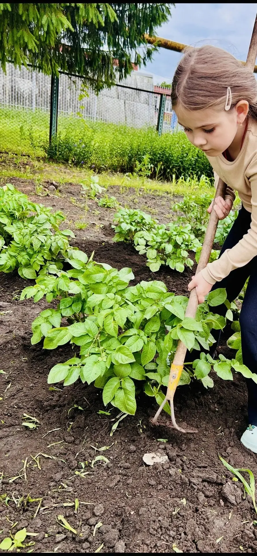 🧑‍🌾Картофельный эксперимент от «Юных полиглотов»: глубокая посадка против окучивания

Этим летом о