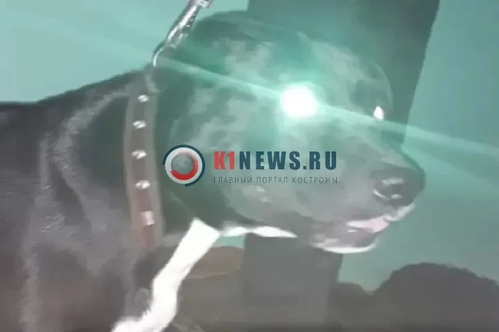 Хозяйка собаки заплатит за укус ребёнка в Буе 🐶💸    В феврале в буйской деревне Игумново на детской 