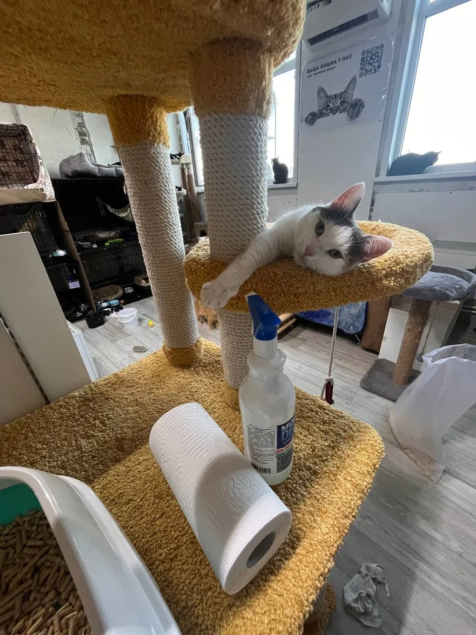 «Кошачий десант просит о помощи! 🐈 Нам всегда не хватает рук для уборки, а также бумаж...