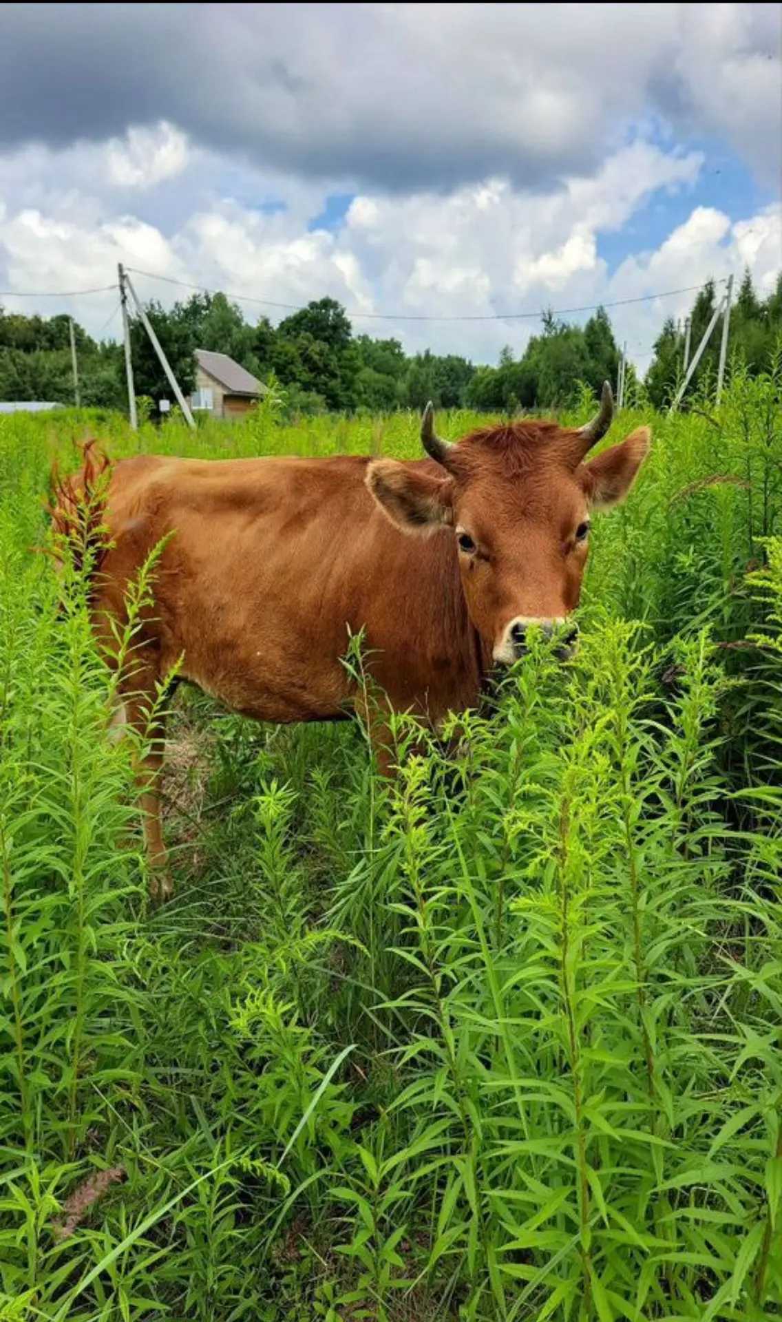 🐮🤎Потрясающие коровки живут у Наталии в Туле