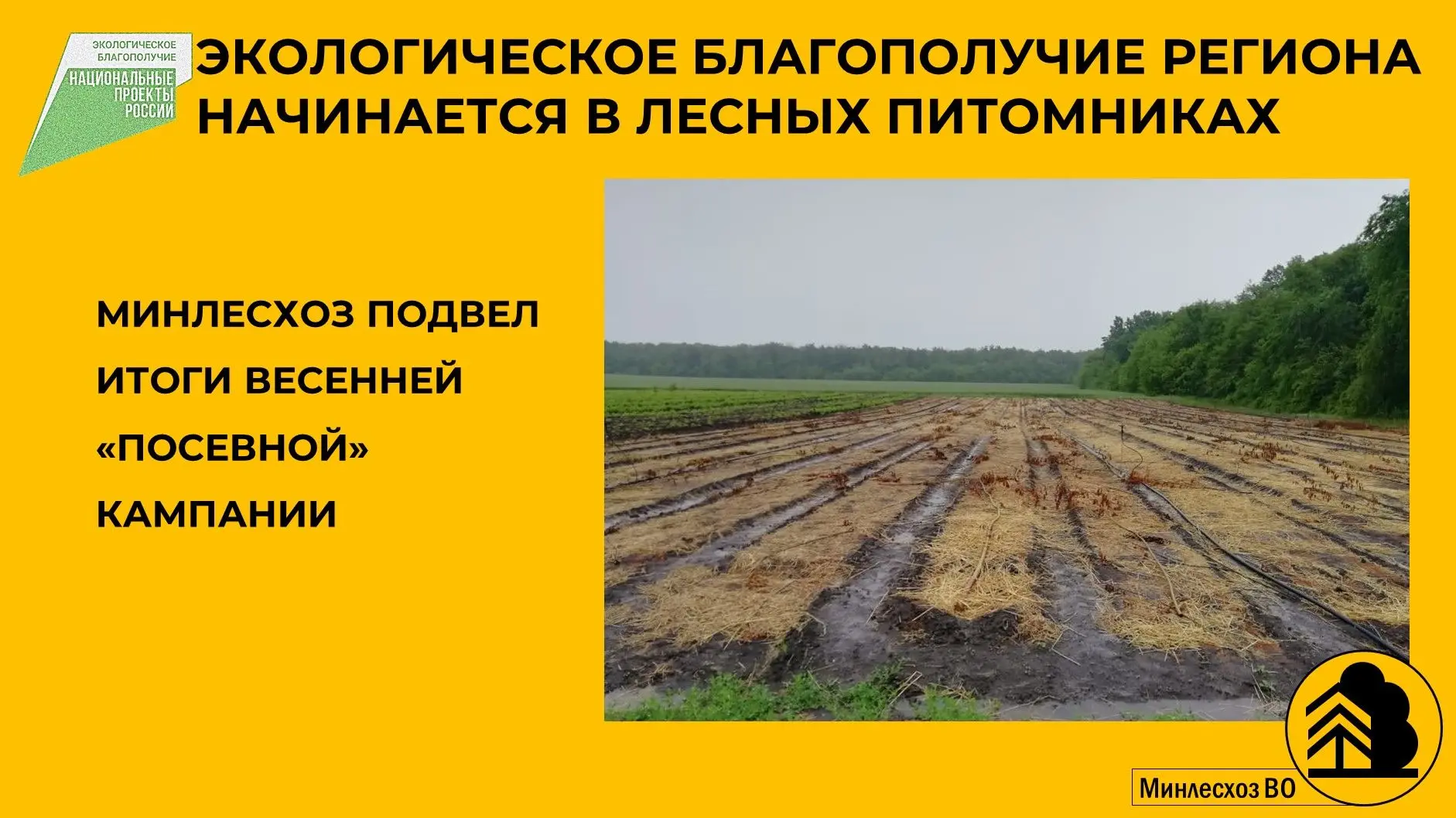 В лесных питомниках региона успешно завершилась весенняя кампания по посеву семян, кото...