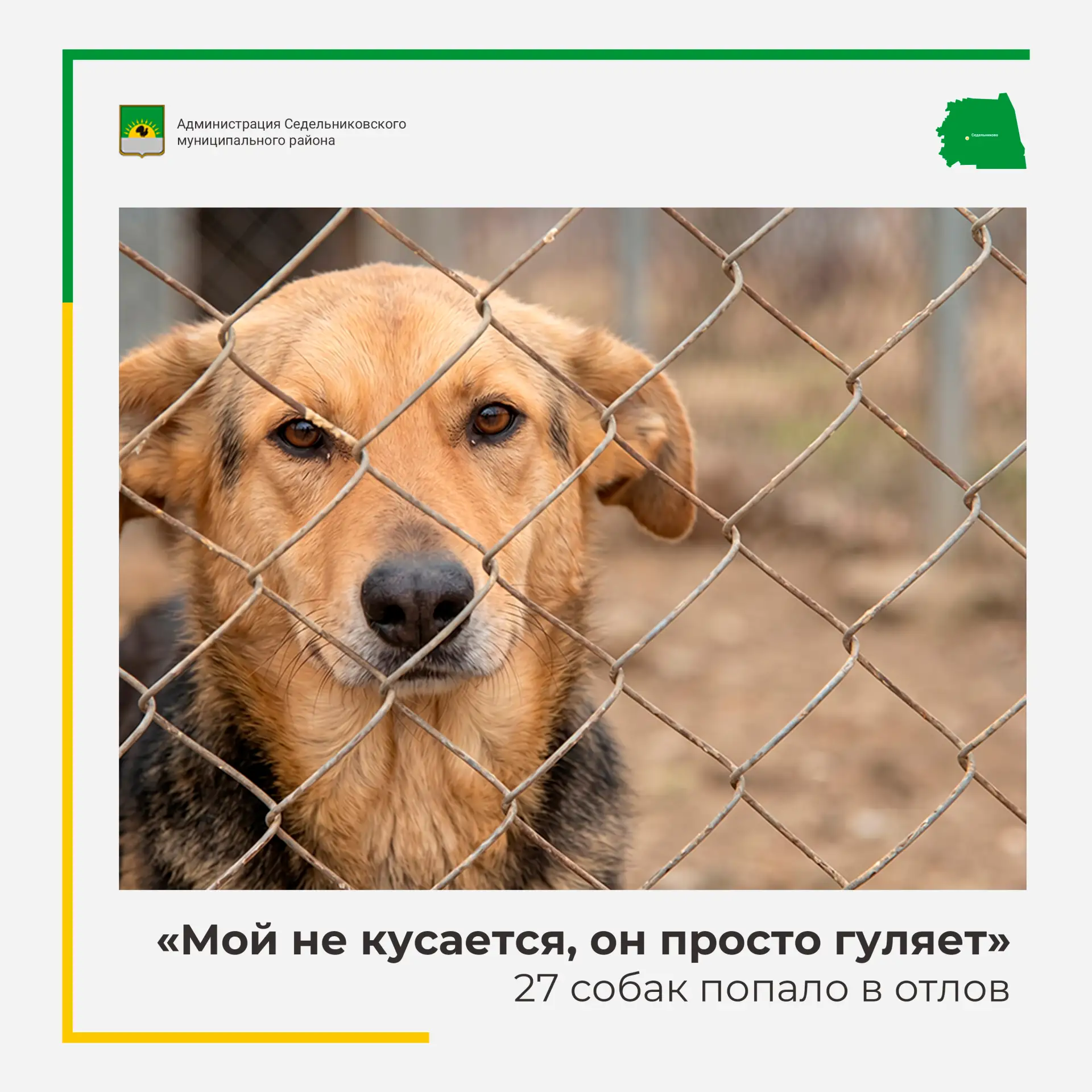 🐶 Фраза «Мой не кусается, он просто гуляет» может обернуться бедой. Поведение собаки н...