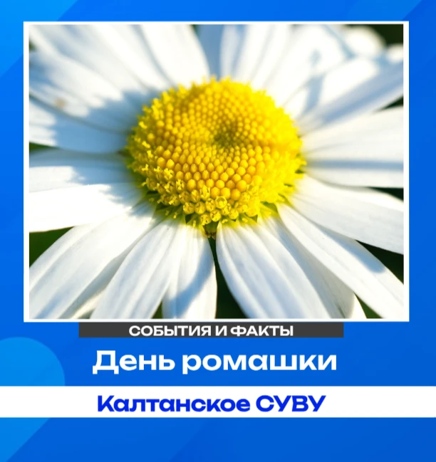 🌼 24 июня — День ромашки: праздник нежности и чистоты

Этот простой полевой цветок заслужил свой со