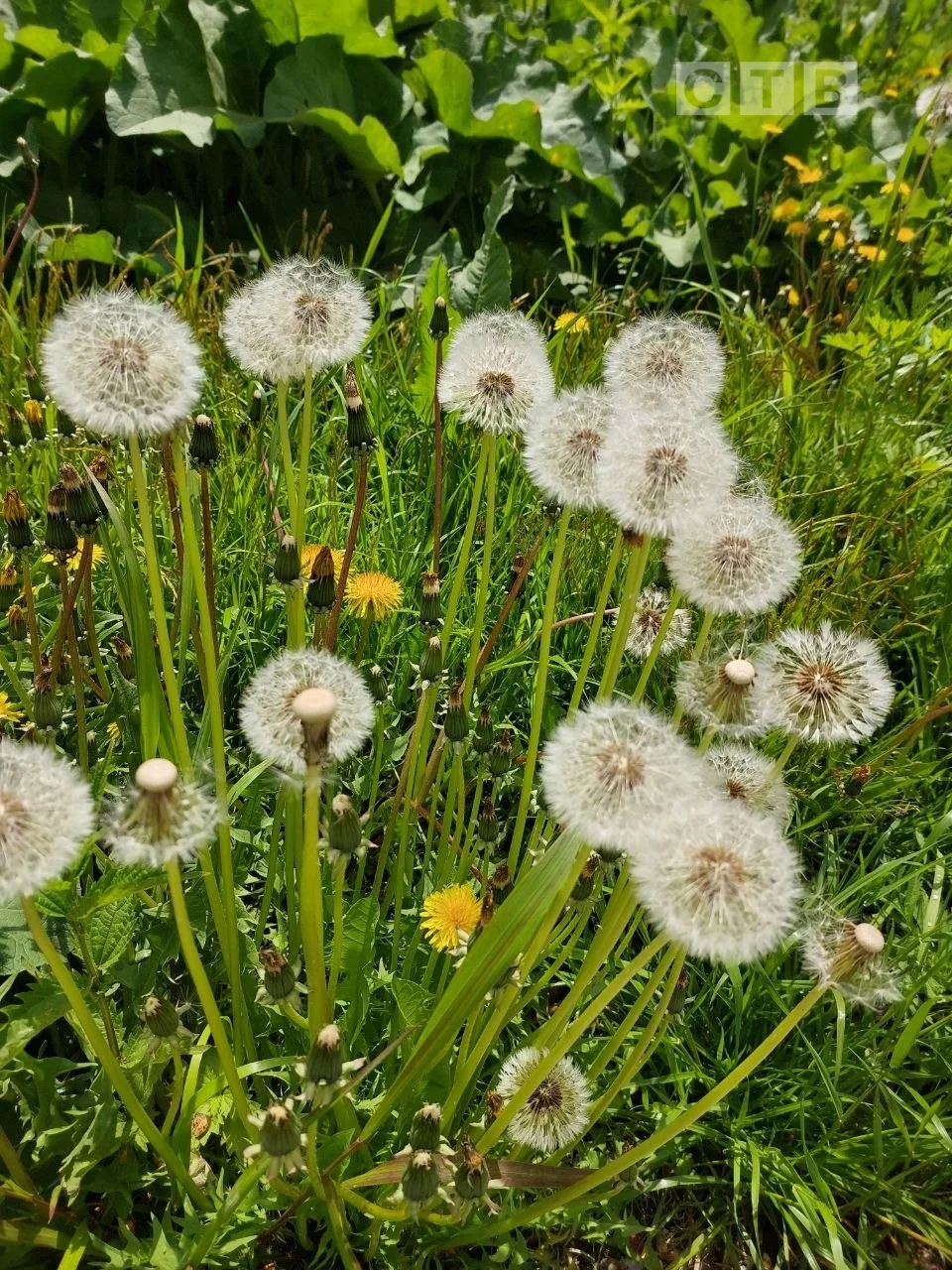 🌸Доброе утро, друзья!   В Зарубино одуванчиковый  рай,- написала наша зрительница Алена и прислала э