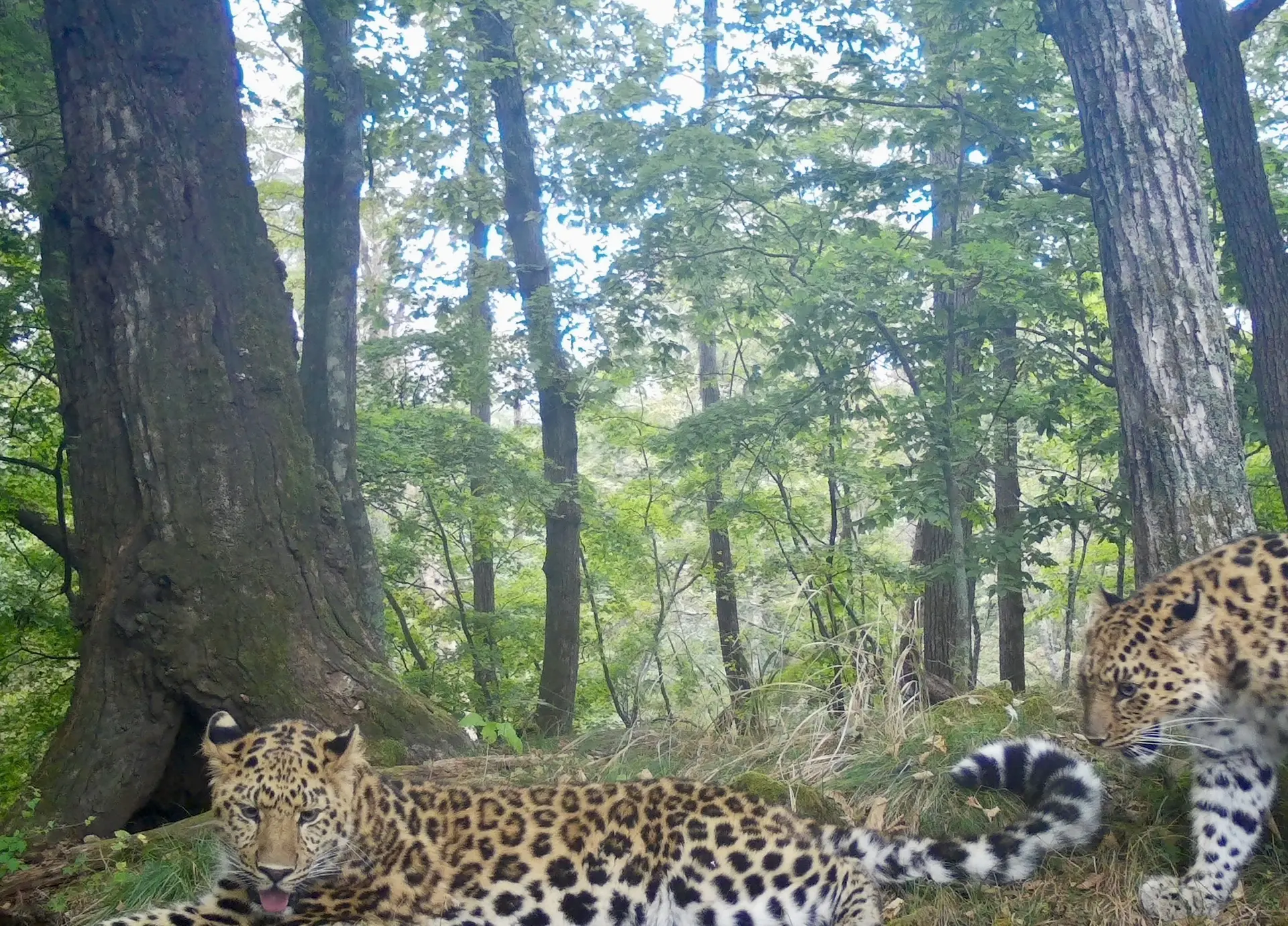 Когда мама снова зашла в комнату без спроса 🐆