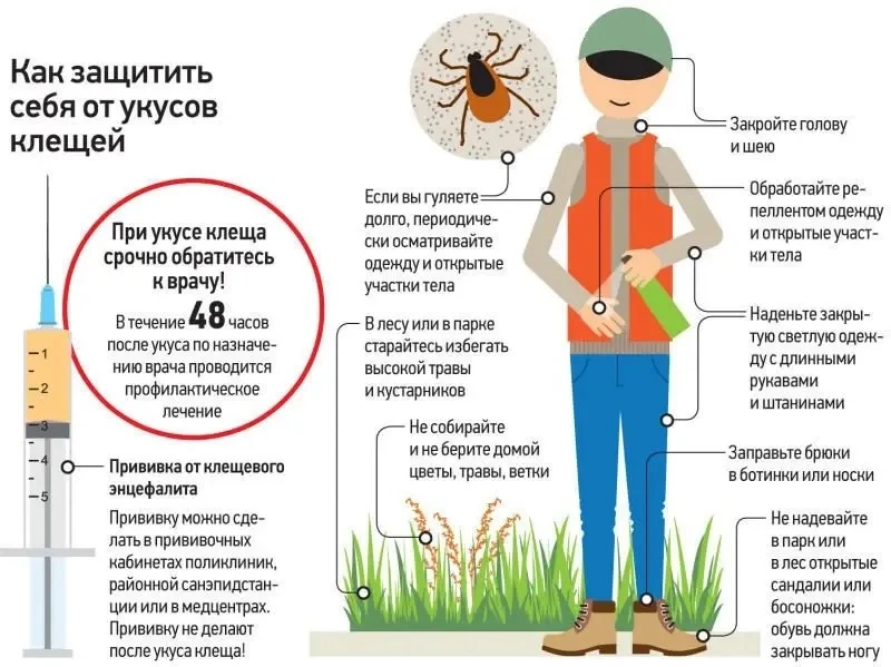 Клещи не уходят в спячку: как защитить себя осенью
