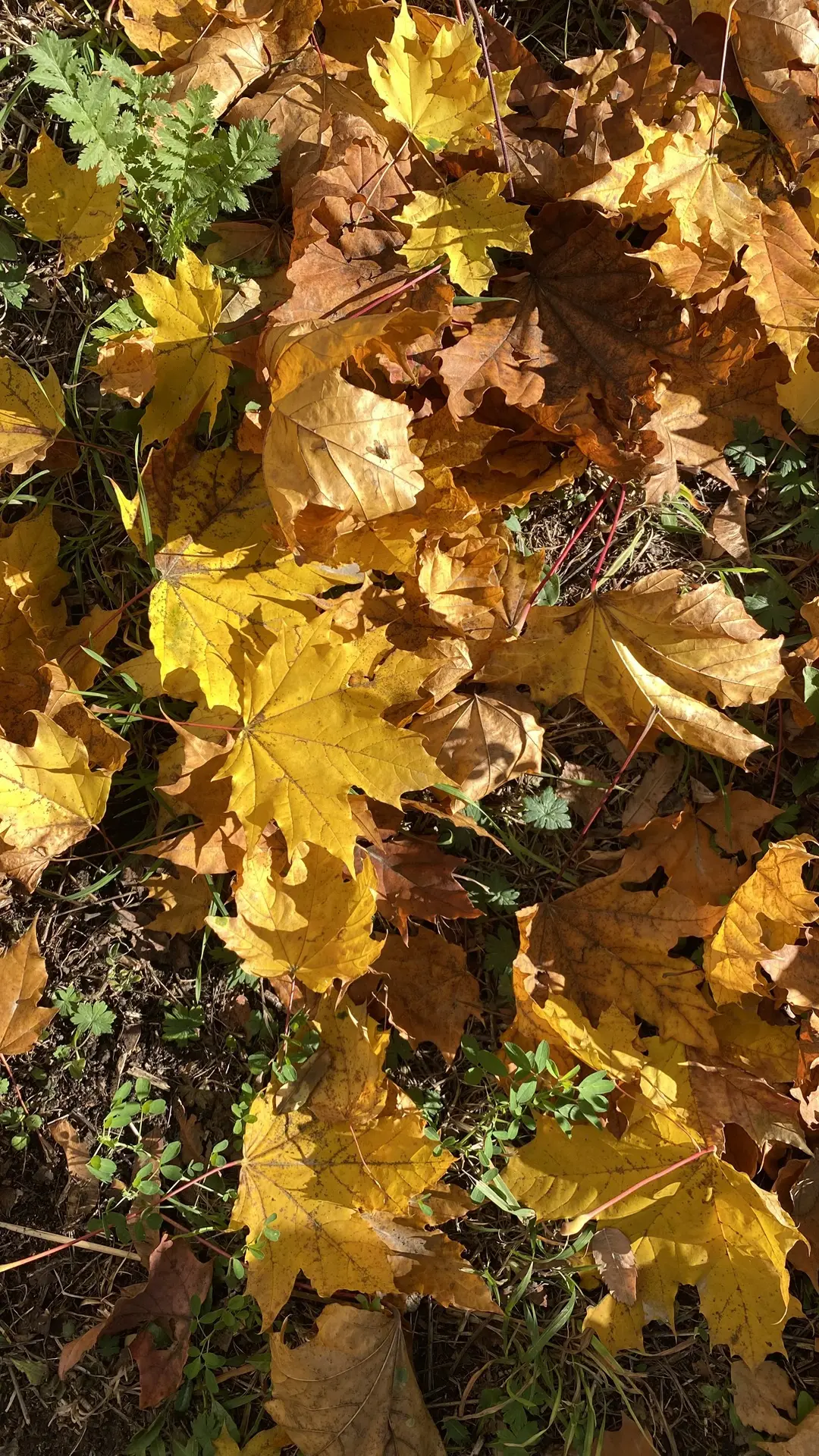 HELLO, October🧡💛🤎