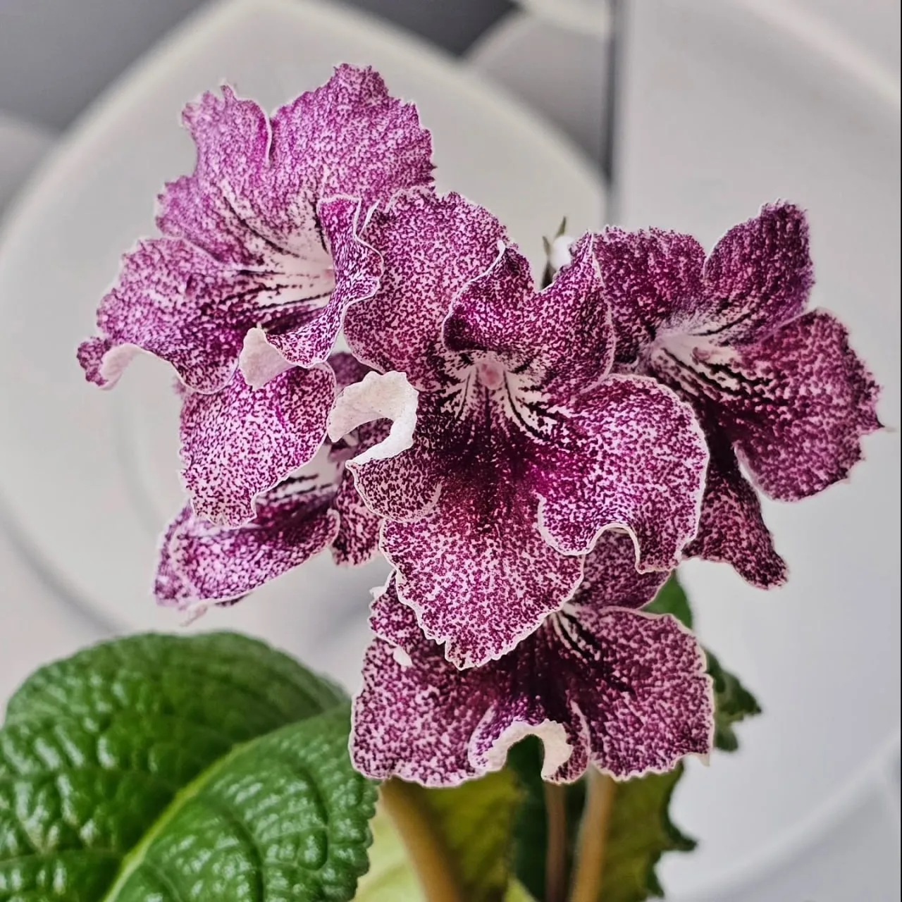 🌱 Стрептокарпус - это растение, которое цветёт долго, обильно и при этом не требует сл...