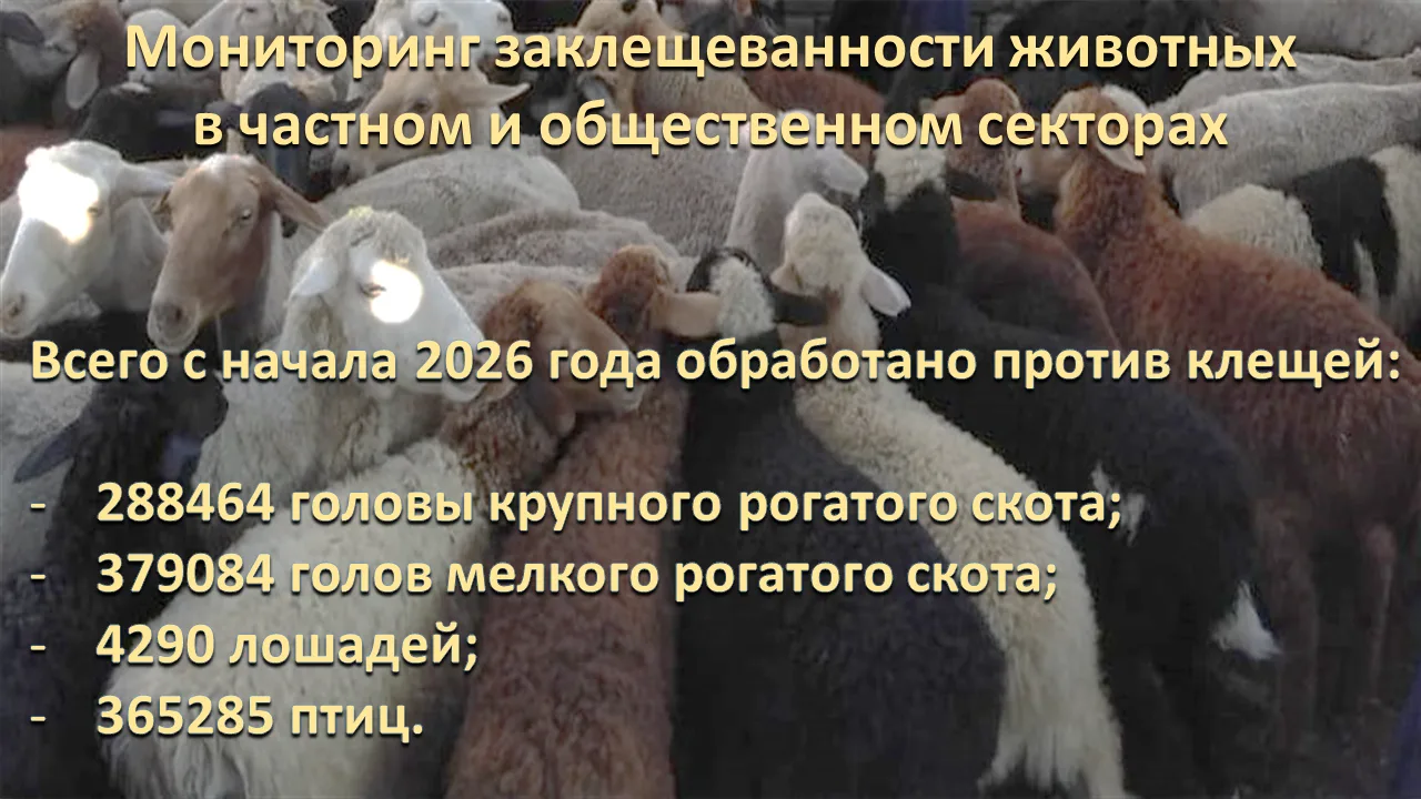 В крае вопросы профилактики и борьбы с Крымской геморрагической лихорадкой находятся по...