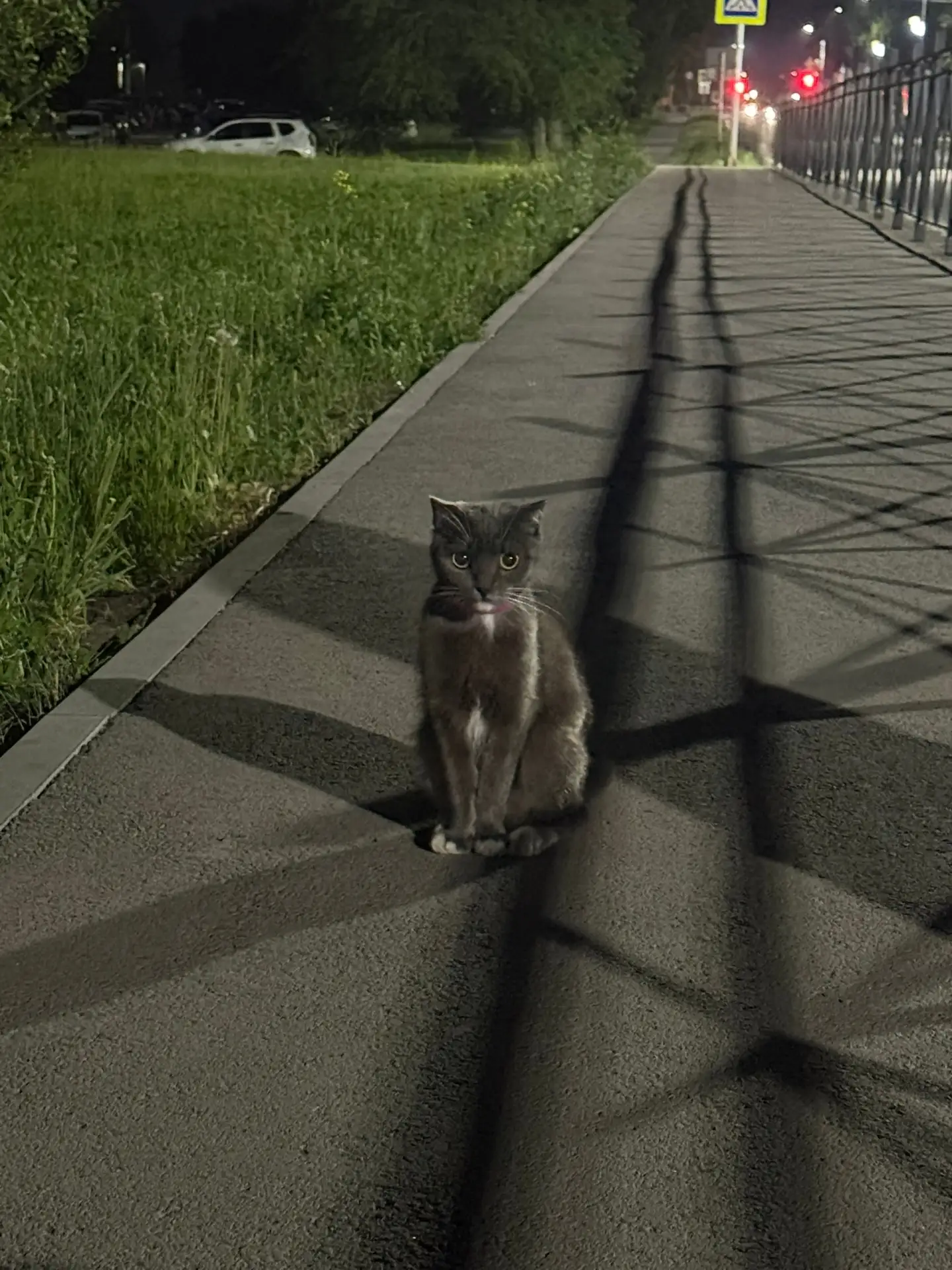 Потерялась кошка, видели возле 12 дома красная горка, хозяин найдись!