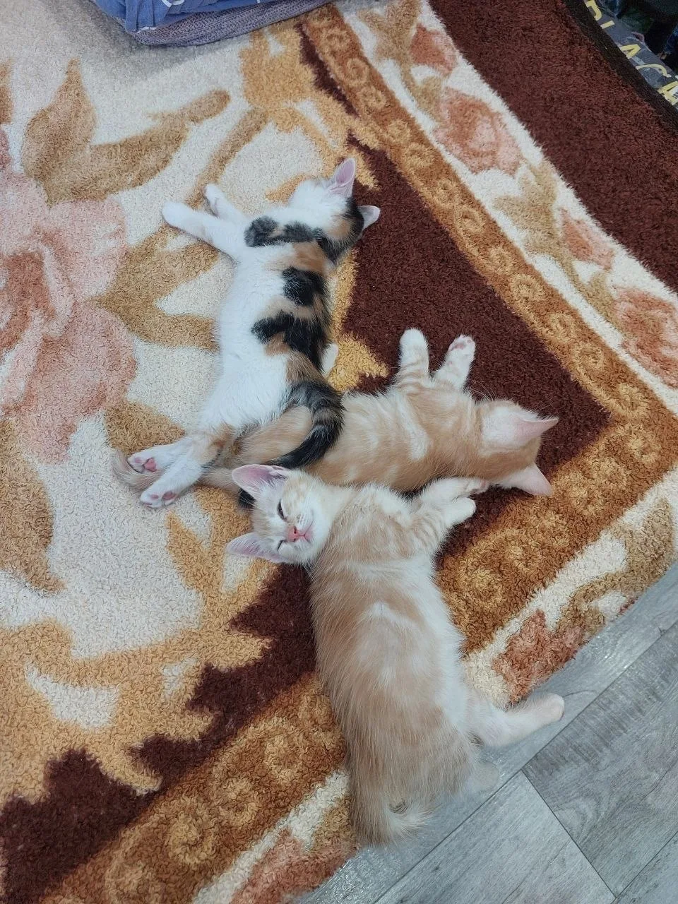 Котята ищут дом.