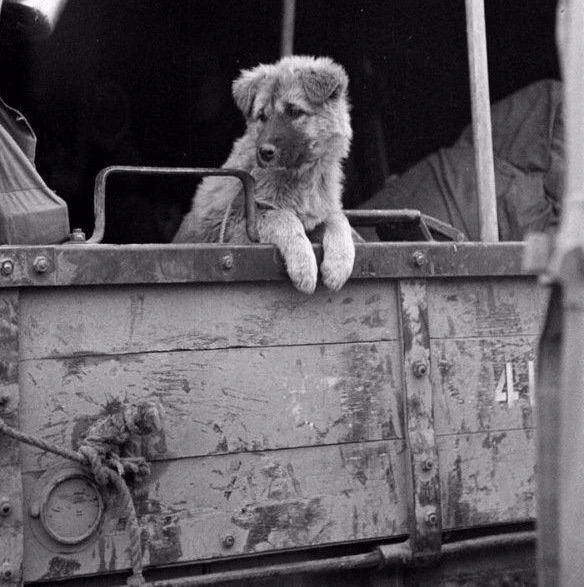 Пёс уезжает из Северной Кореи с колонной войск ООН, декабрь 1950 года.

#минувшихэпох