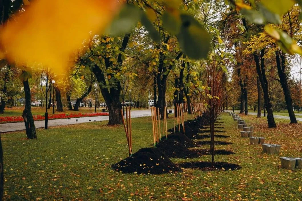 🌳 НОВАЯ АЛЛЕЯ В ТЮМЕНИ: в сквере «Комсомольский» высадили липы!