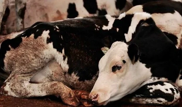 🦠🐂 В Алтайском крае зафиксировали вспышку лептоспироза – опасного заболевания крупног...