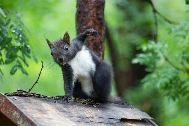 Милые читинские белочки 😍🐿

Фотограф Виктория Михайлюк

По рекламе