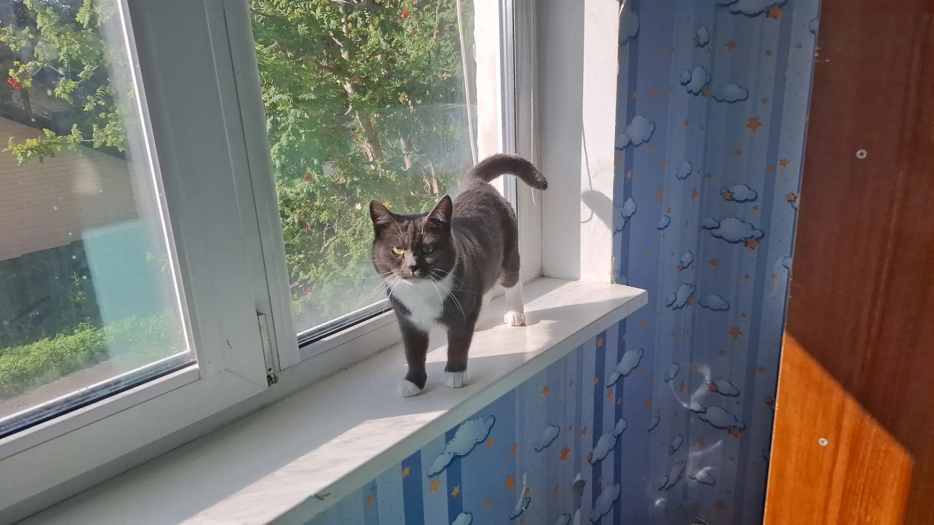Пуша🐾🐈‍⬛🥰