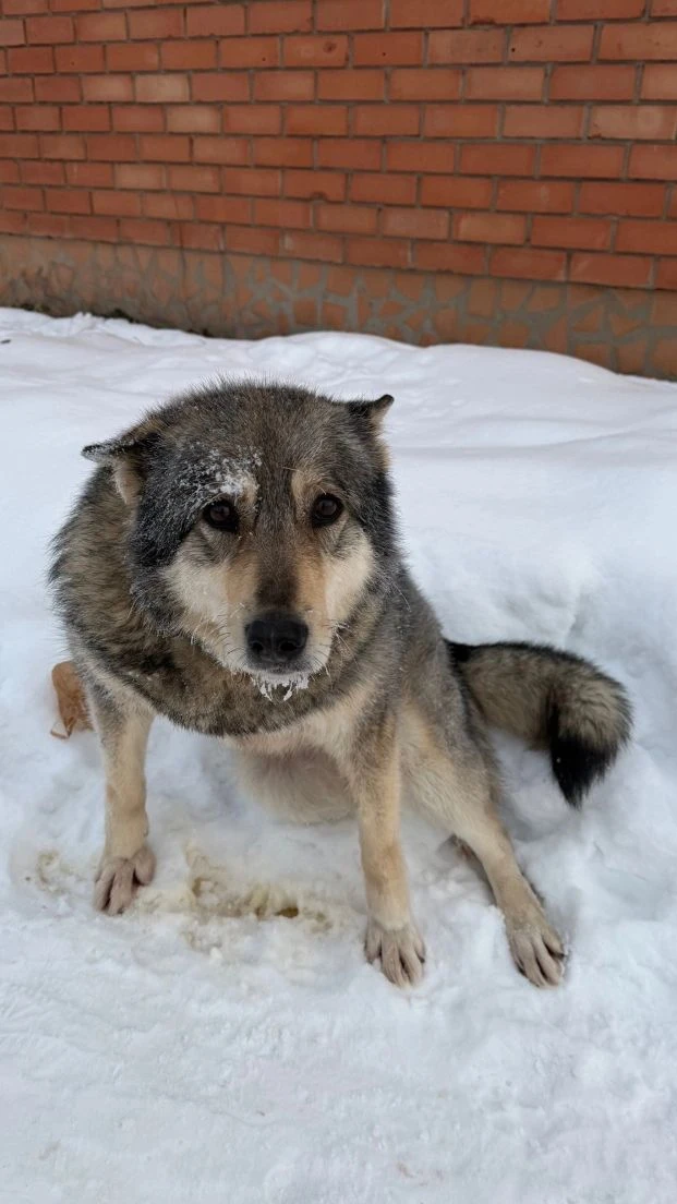 Наверное многие помнят трагический случай произошедший зимой в центре города с 🐕‍🦺 На...