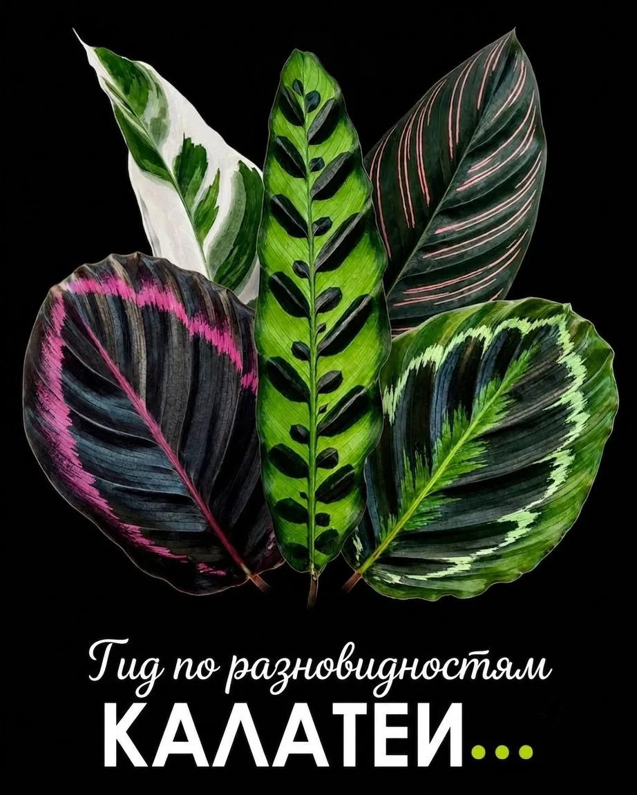 😍 Какая разновидность калатей нравится вам больше всего? Делитесь в комментариях!👇

🌴 Эти тропиче