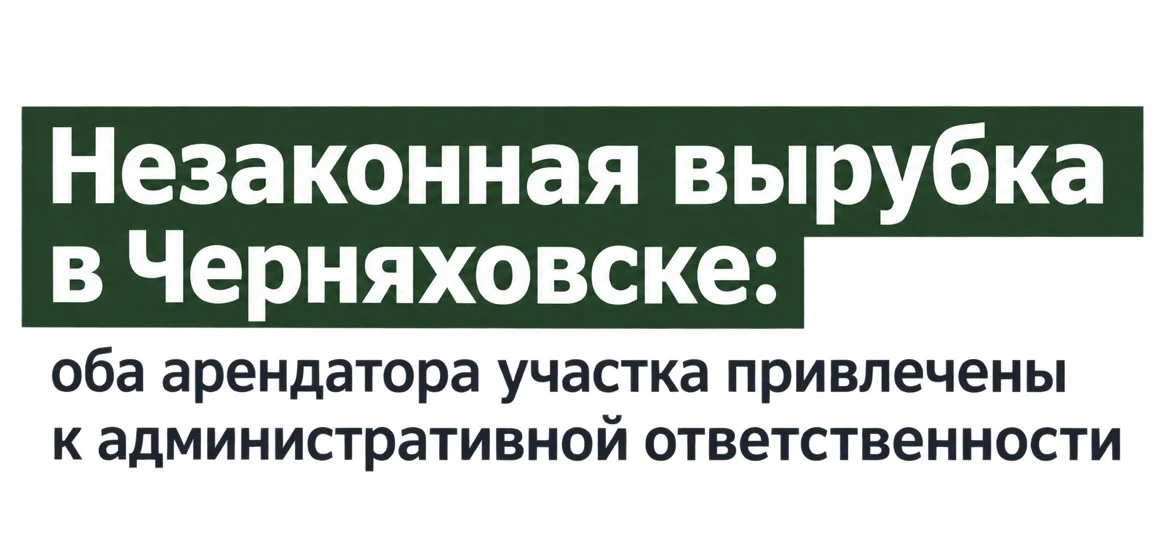 Незаконная вырубка в Черняховске: оба арендатора участка привлечены к ответственности