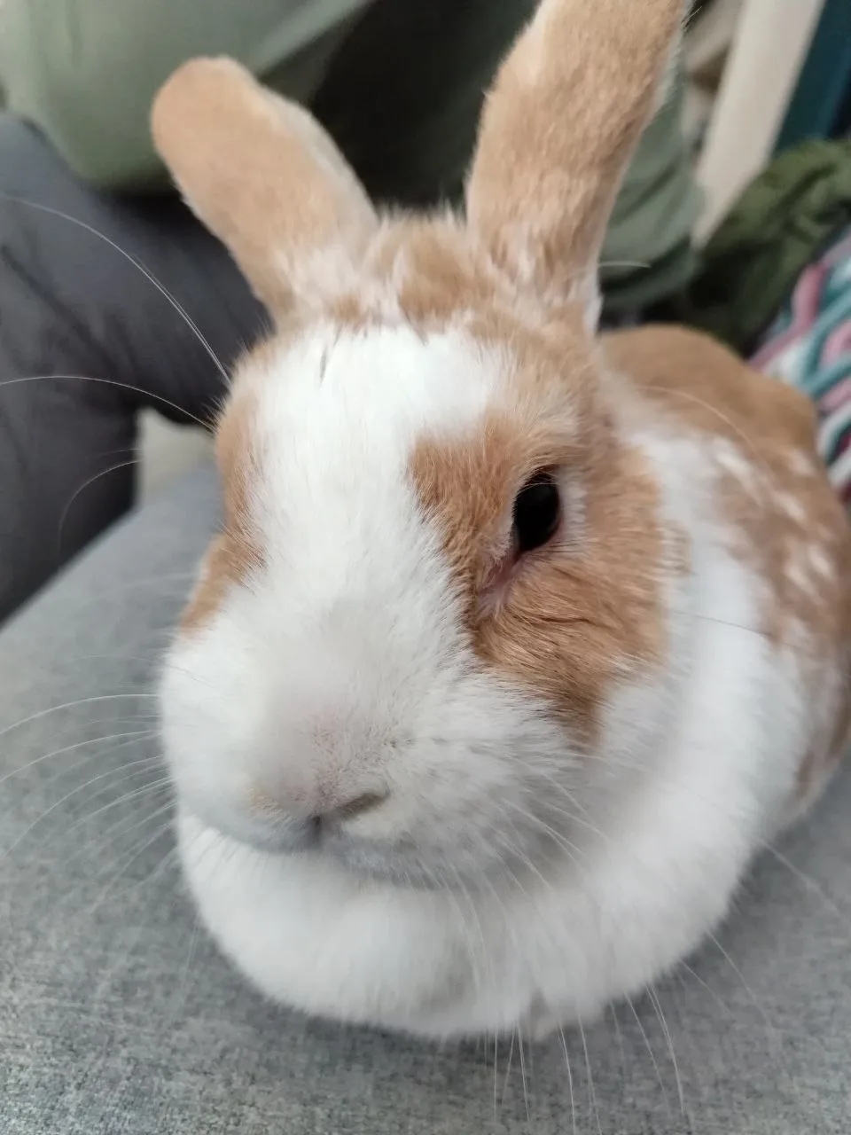 Вот такая милота живет у нас в "Живом уголке" НИЦ "Всезнайкино" 😘