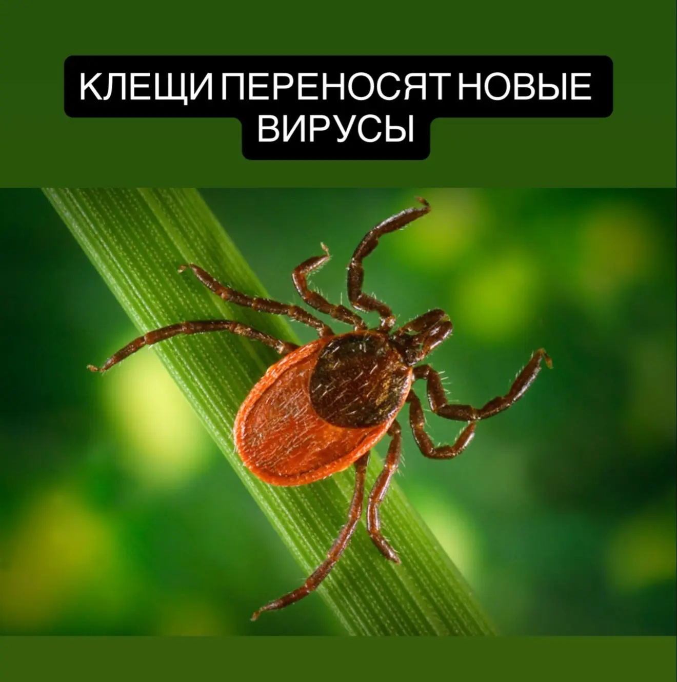 Российские клещи могут переносить малоизученные вирусы.  Об этом предупредил Роспотребнадзор. В кле
