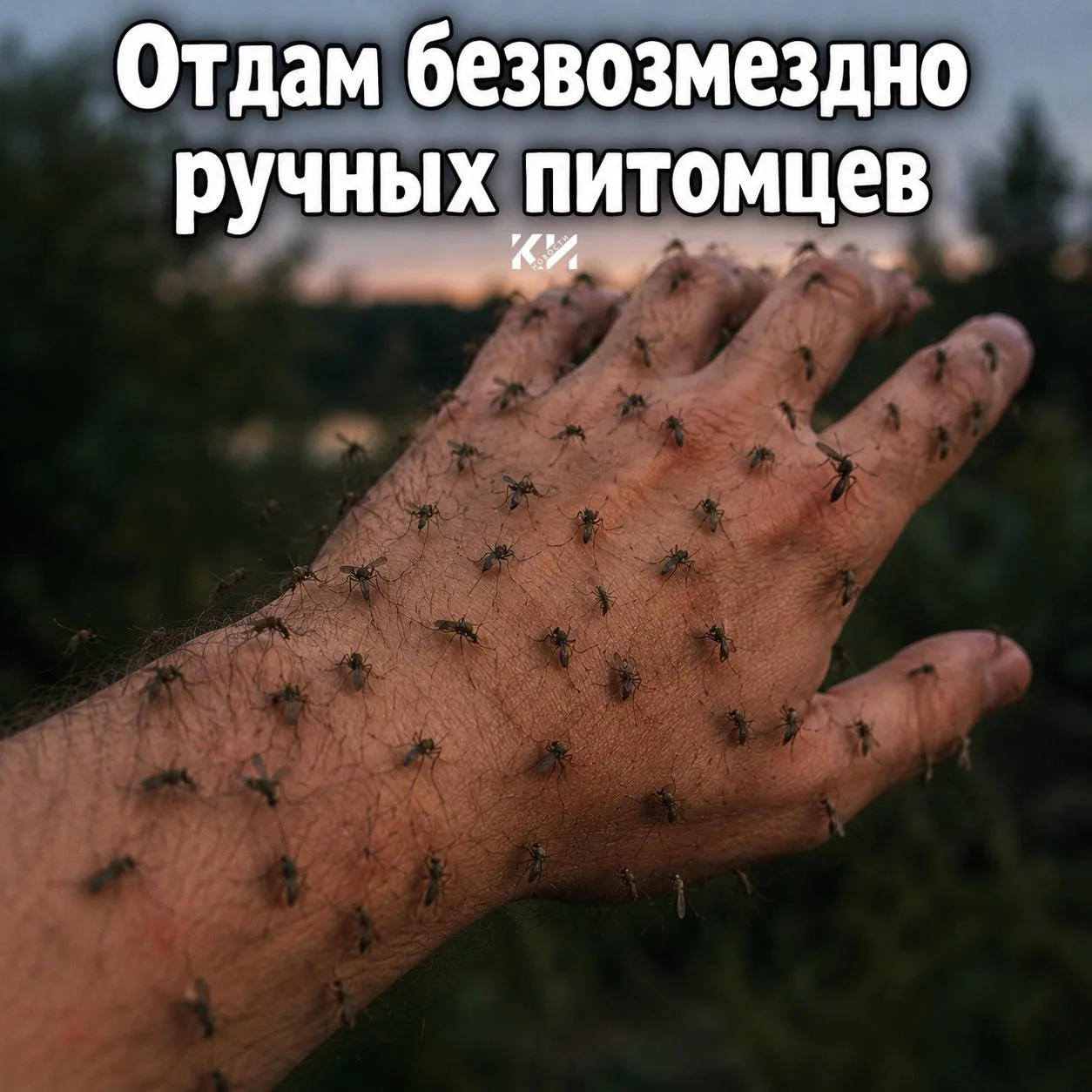 🦟  Кровопийцы Краснодара: кто опаснее и как обрабатывают парки?

Из-за дождливой весны в городе рез