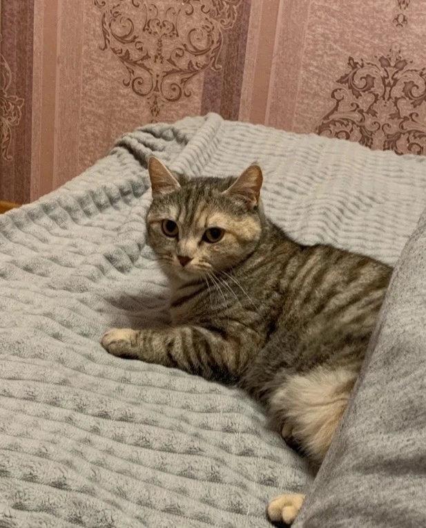 Здравствуйте, потерялась кошка, кличка Ася