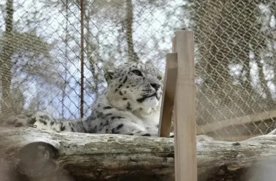 🐆Знаете ли вы, какой символ объединяет Татарстан и Кыргызстан?