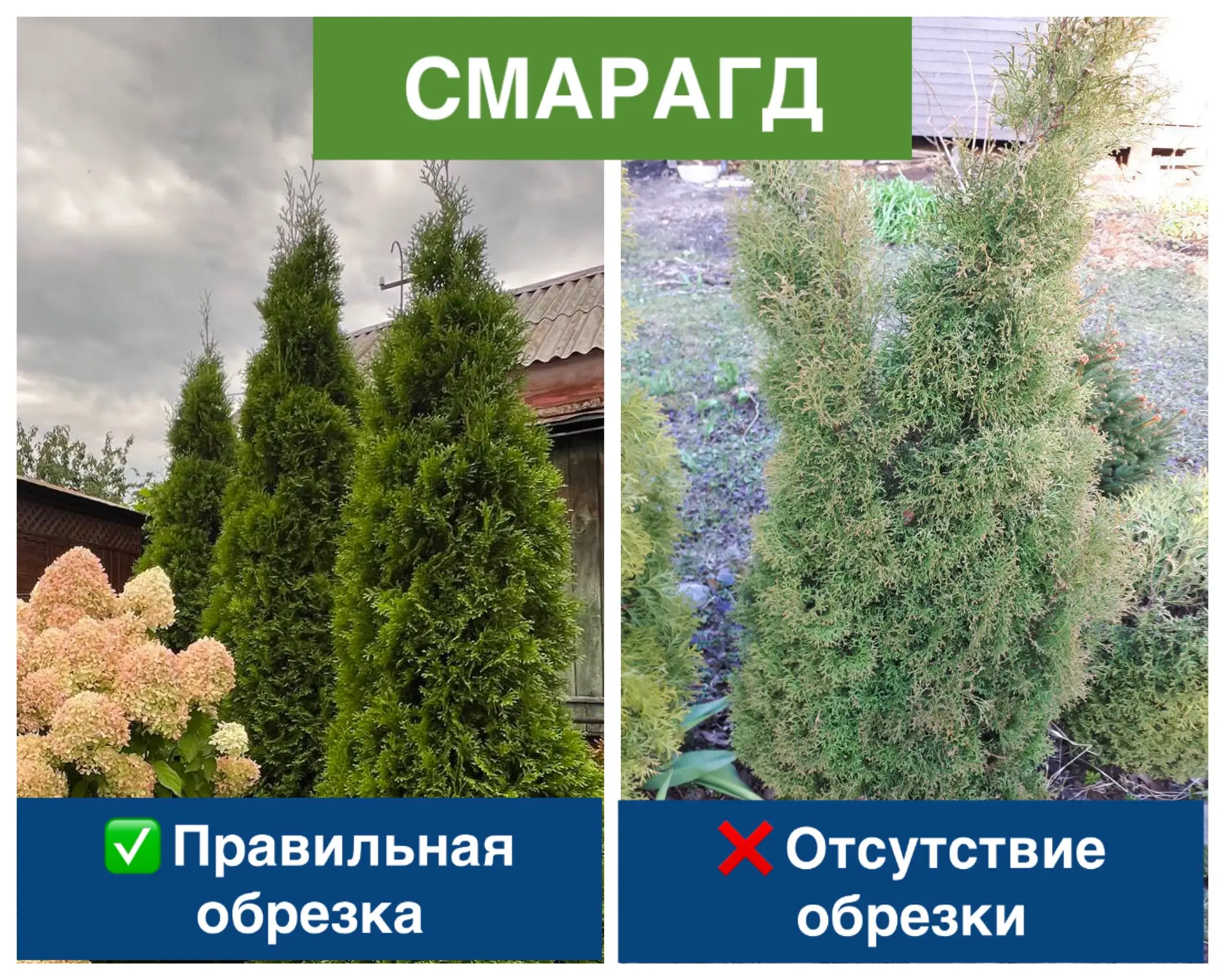 Туи бывают разные: Смарагд, Брабант, Даника