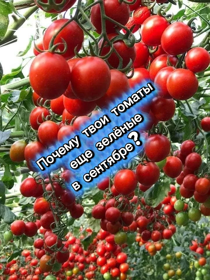 🍅 ТВОИ ТОМАТЫ ДО СИХ ПОР ЗЕЛЁНЫЕ. И ЭТО НЕ ПОТОМУ ЧТО ПОЗДНИЙ СОРТ. А ПОТОМУ ЧТО ТЫ СА...