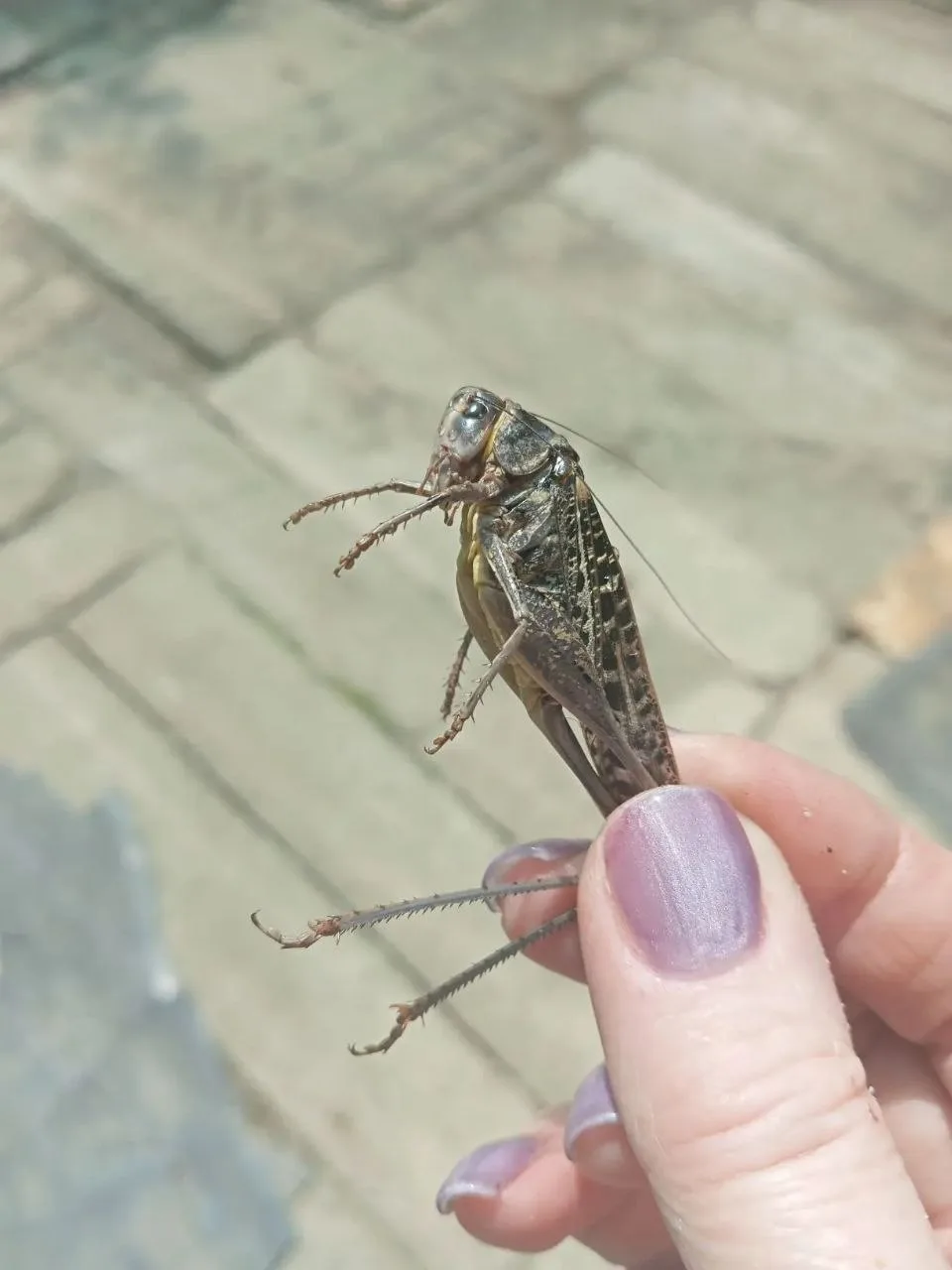 🦗 Нашествие кузнечиков зафиксировано в Красном Луче и окрестностях

Жители сообщают о массовом скоп