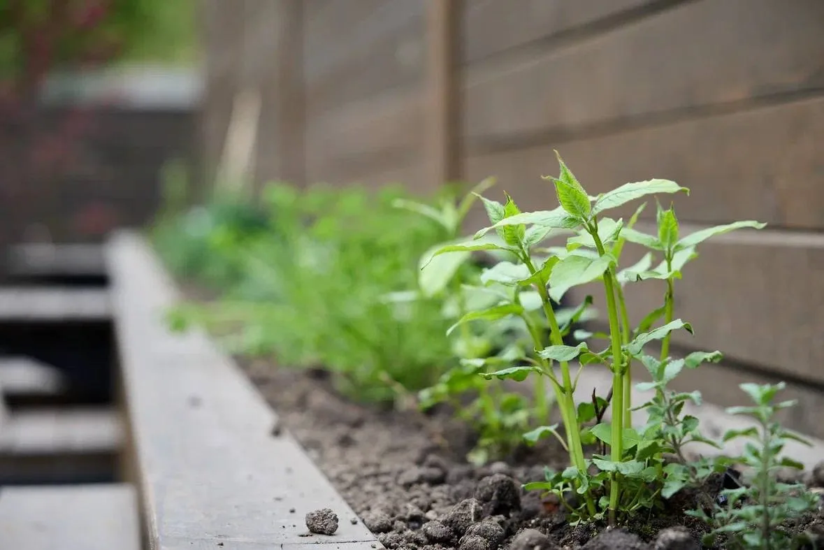 🌿 Открытие первого возрождённого аптекарского огорода во дворе Дома Эвениуса 6 и 7 июня на Студёной,