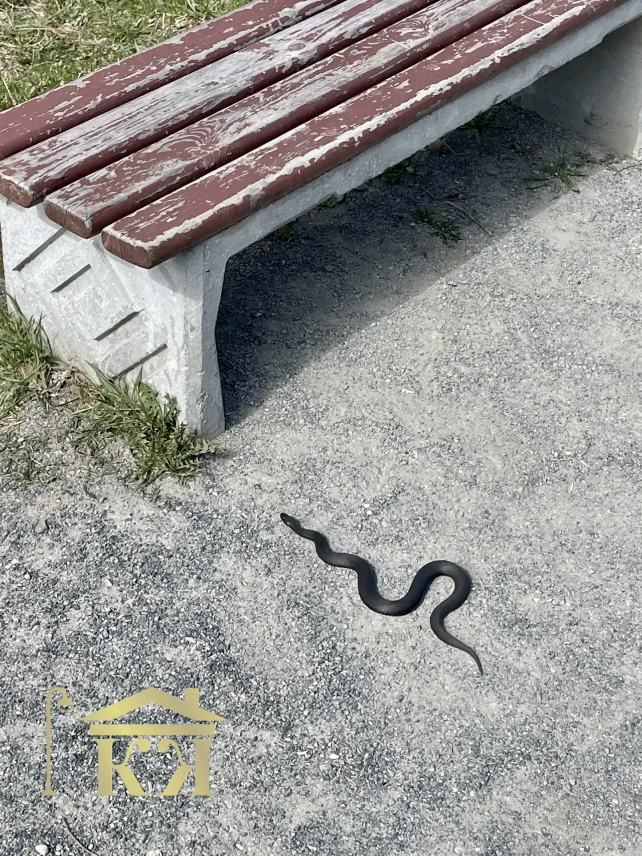 🐍 Осторожно, Петрозаводск! 🐍