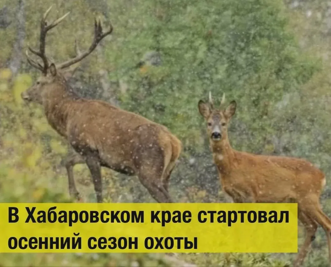🦌 В Хабаровском крае открылась осенняя охота