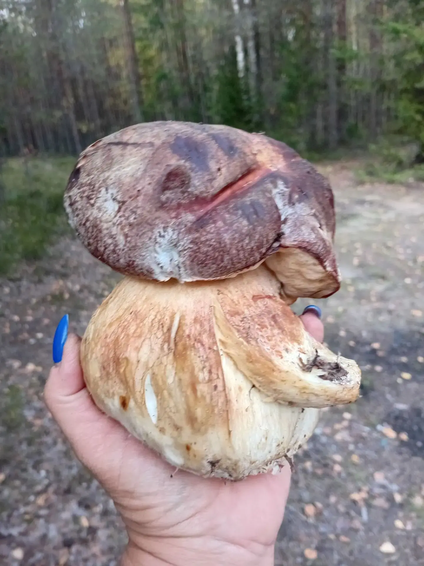 Боровичок-осьминожка🍄🐙 Или медузка😁