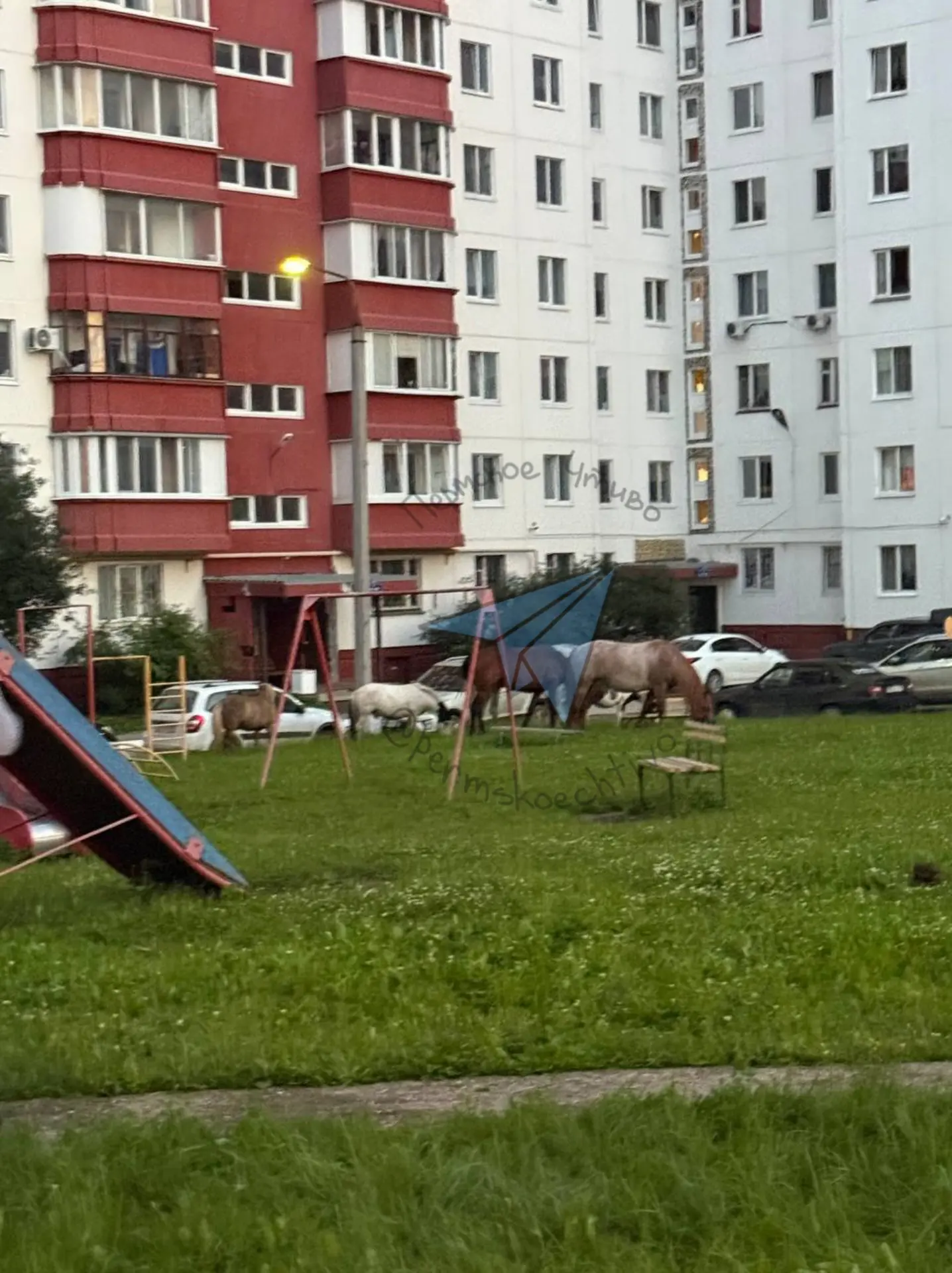 Ничего необычного, просто стадо лошадей разгуливает на детской площадке в Индустриально...